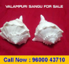 Valampuri Sangu for Sale