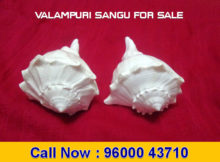 Valampuri Sangu for Sale